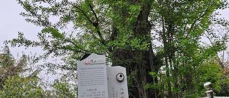 Un panneau d’information sur le ginkgo bicentenaire de Yagami.