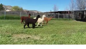 A fenced outdoor area with horses. - Beaver Creek Oasis (Lake Montezuma)