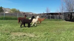 A fenced outdoor area with horses.