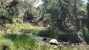A natural outdoor setting with a stream, rocks, and greenery. - Beaver Creek Oasis (Lake Montezuma)