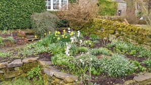 Un muro de piedra con superficie cubierta de musgo, un jardín con diversas plantas y narcisos, y una casa con ventana y pared cubierta de hiedra.