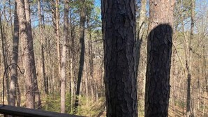 Ein bewaldetes Gebiet mit hohen Bäumen und einer Holzgeländer.