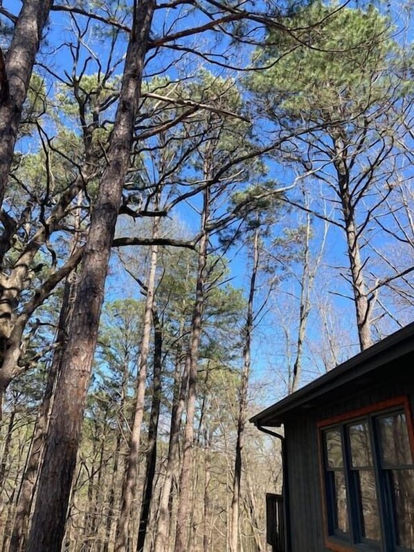 A cabin surrounded by tall trees with a clear blue sky.