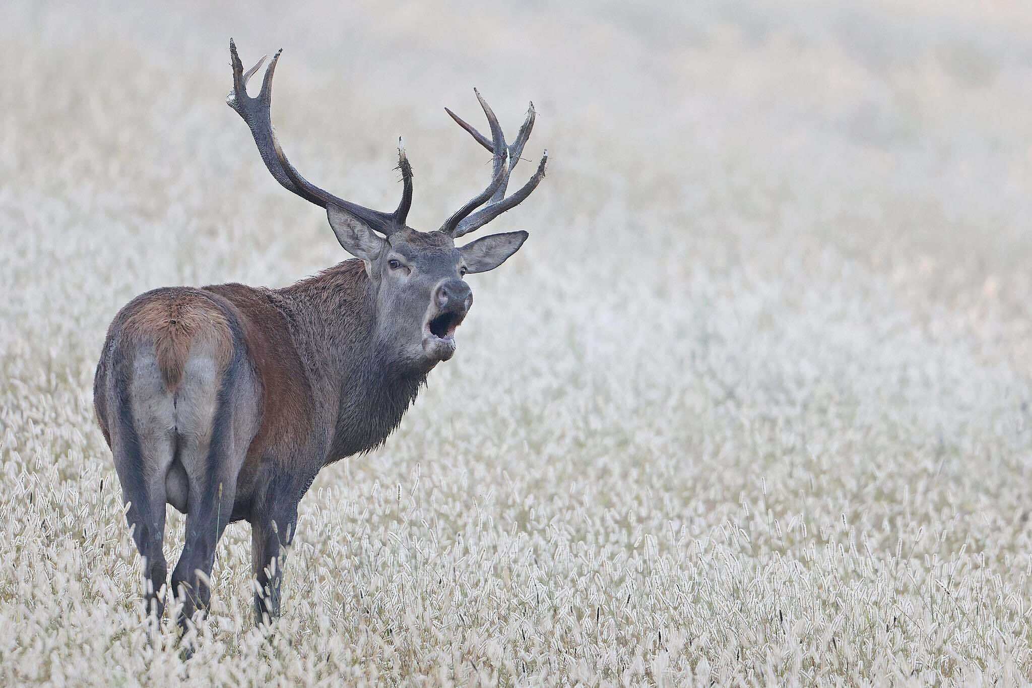 A stag in a field of tall grass.