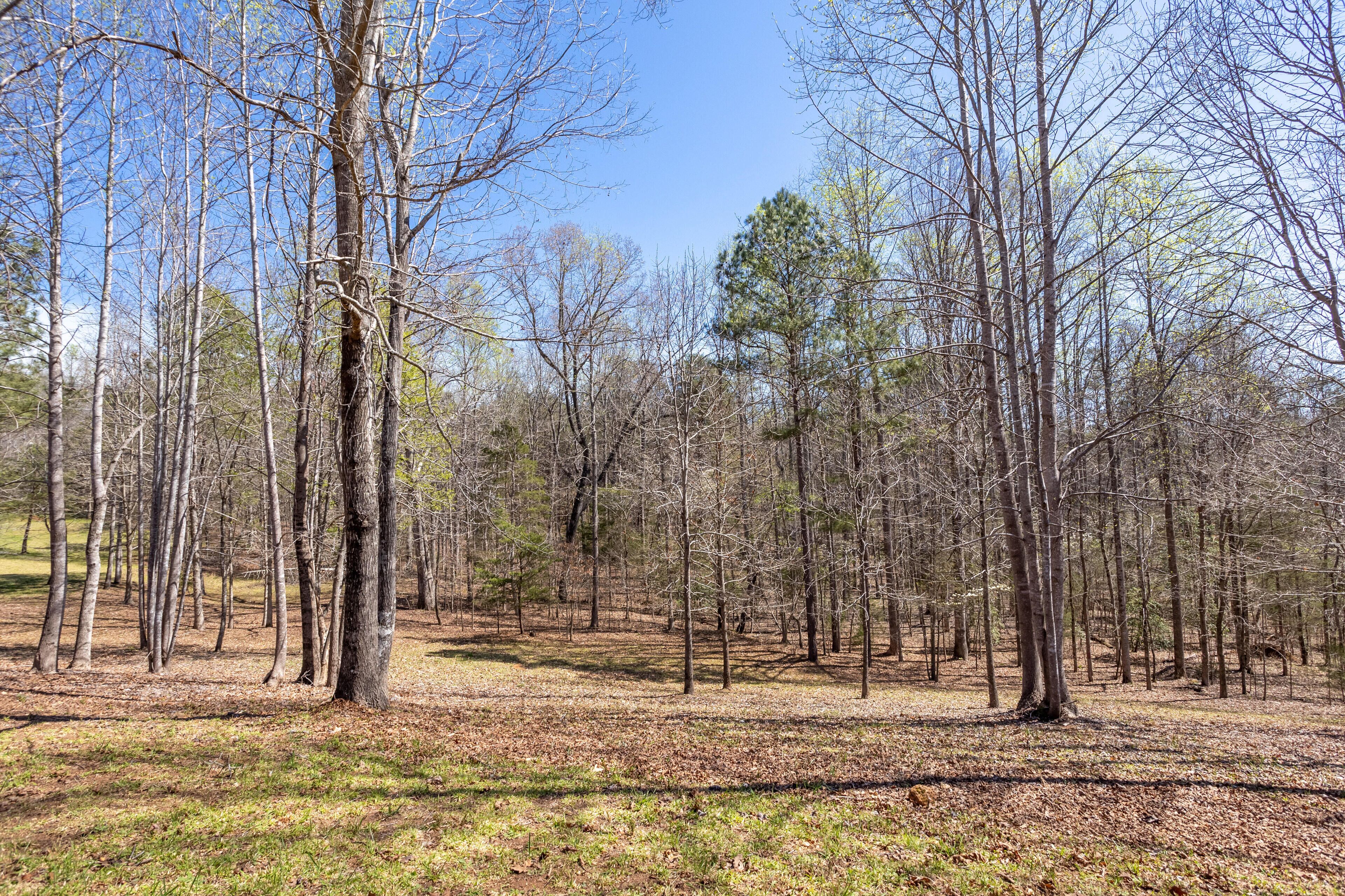 A forested area with numerous trees and a clear sky.