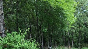 Un jardin aménagé avec un chemin de gravier, de l’herbe verte et des arbres touffus.