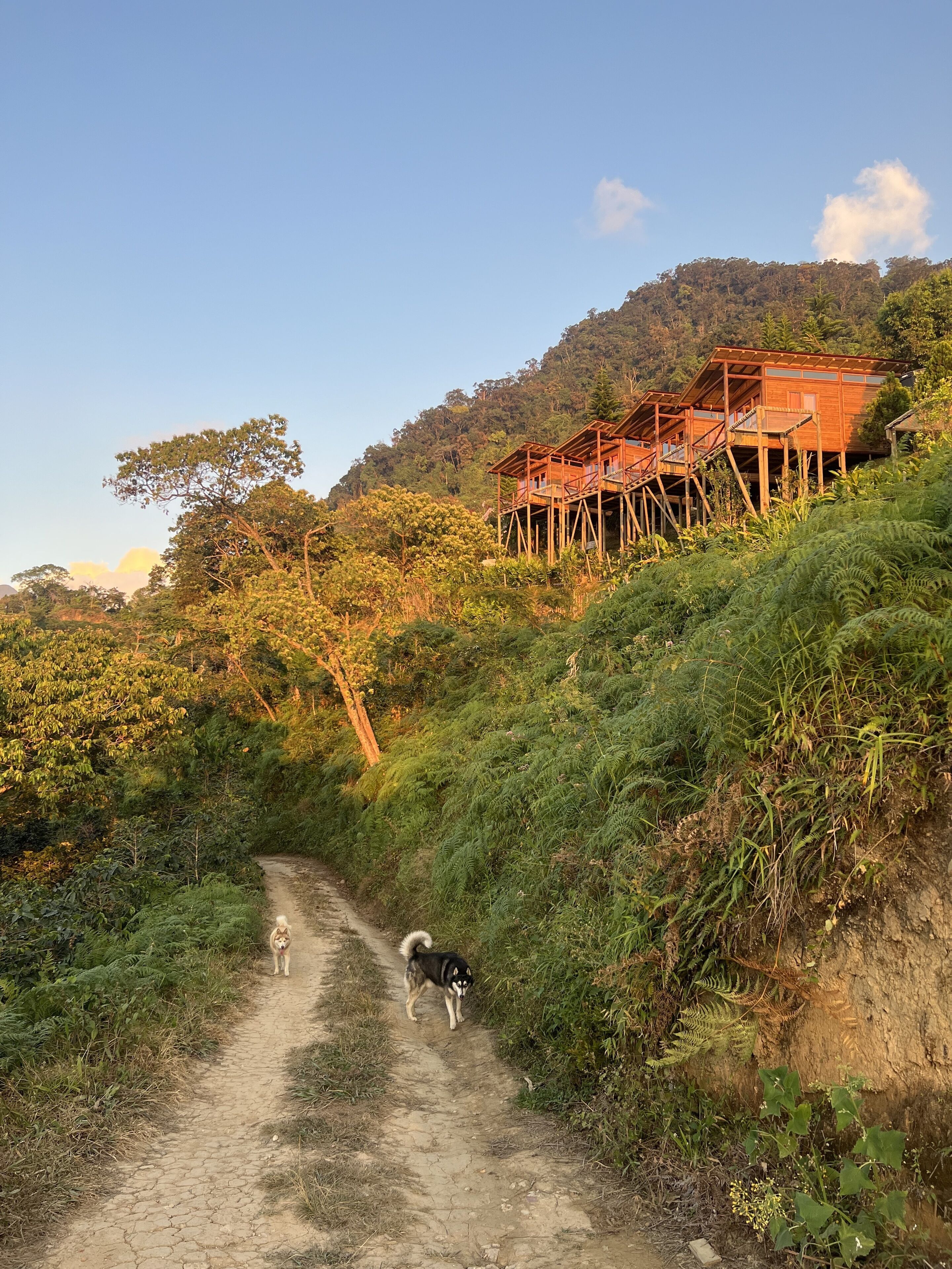 A rustic wooden cabin on stilts surrounded by lush greenery and a dirt path.