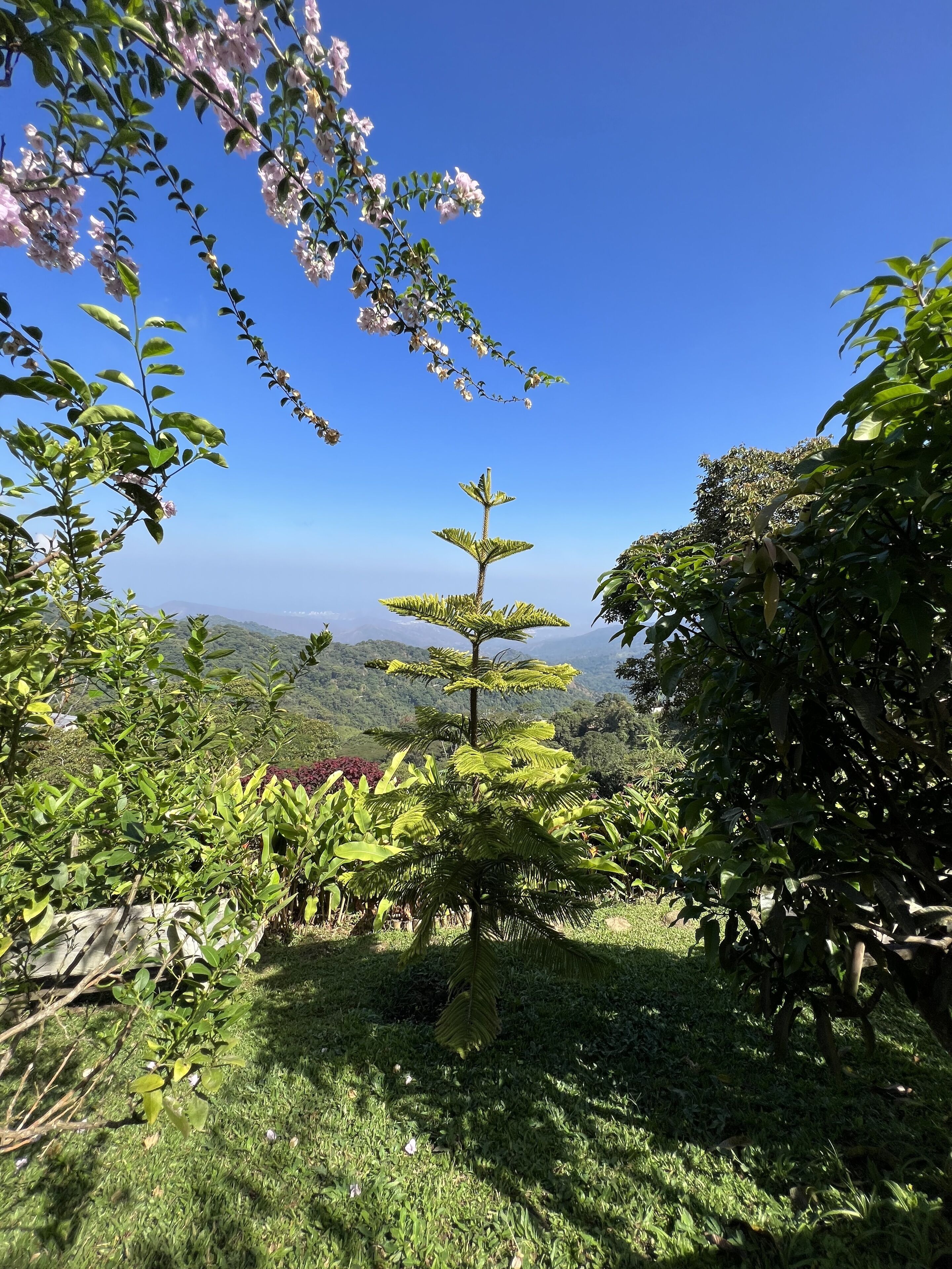 Un jardin luxuriant, avec une grande variété de plantes, et une vue dégagée sur les montagnes lointaines.