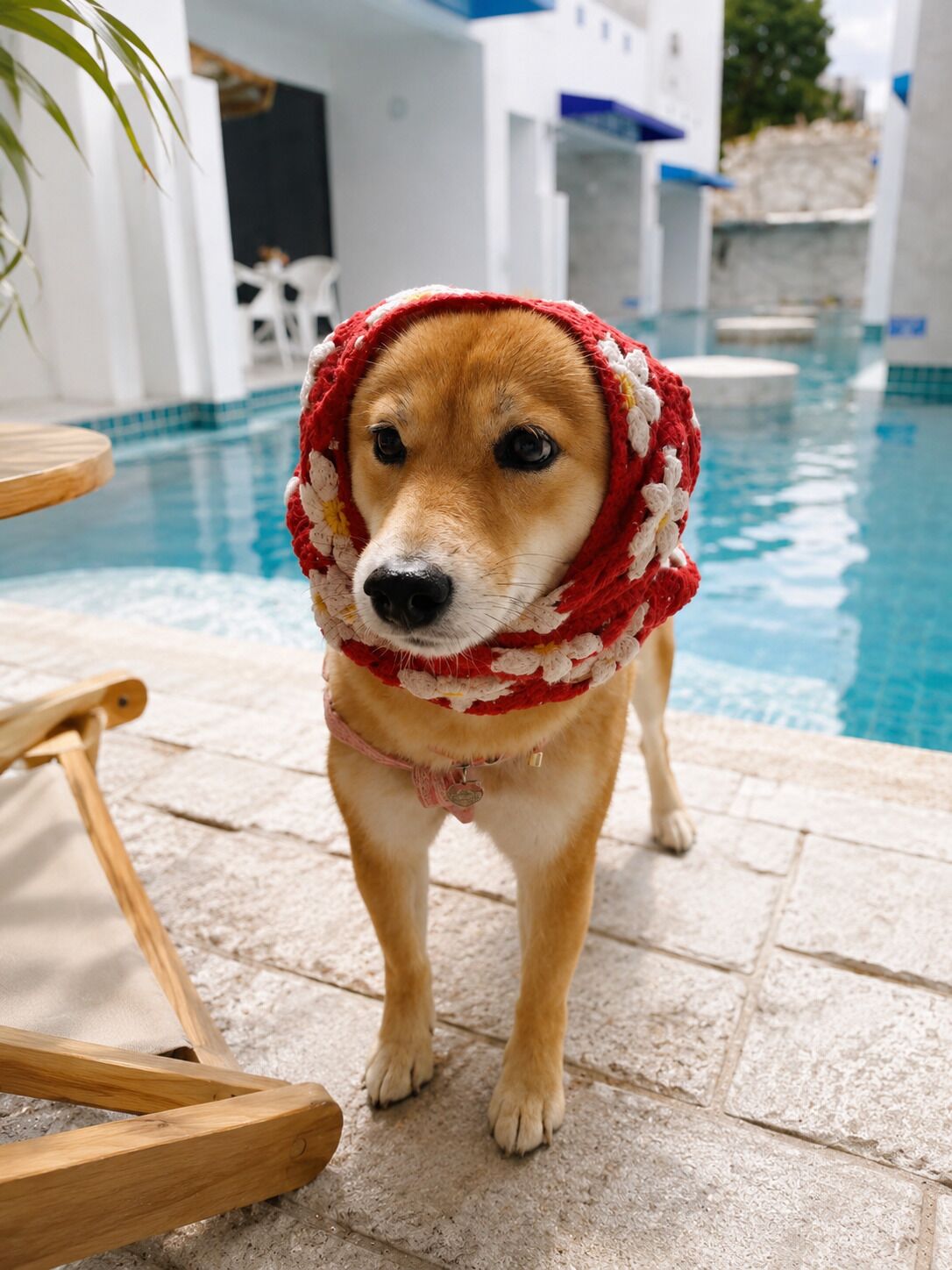 Un chien près d’une piscine, portant un chapeau en crochet, assis sur une chaise en bois, devant un sol carrelé.