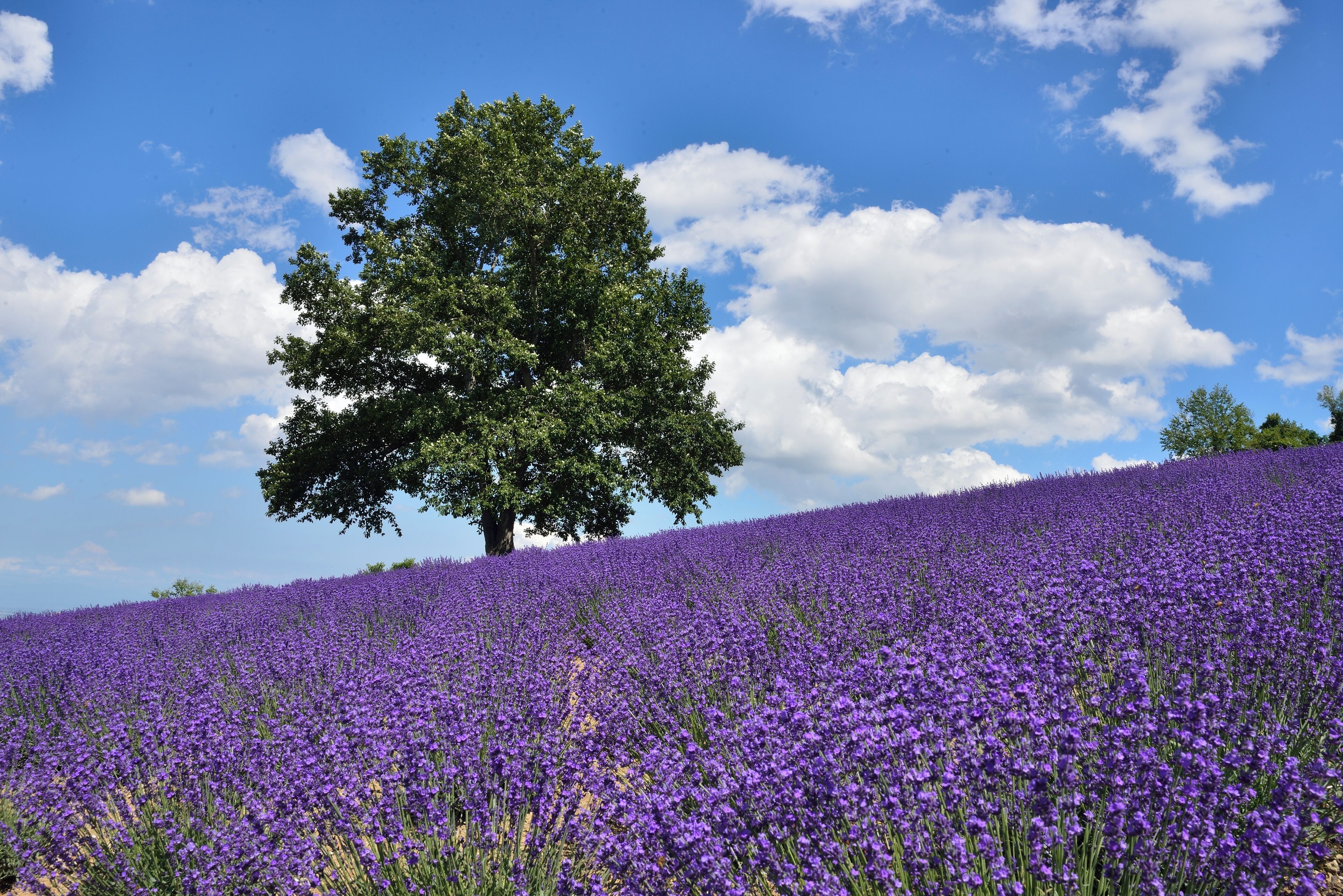 Un champ de fleurs violettes avec un grand arbre au centre.