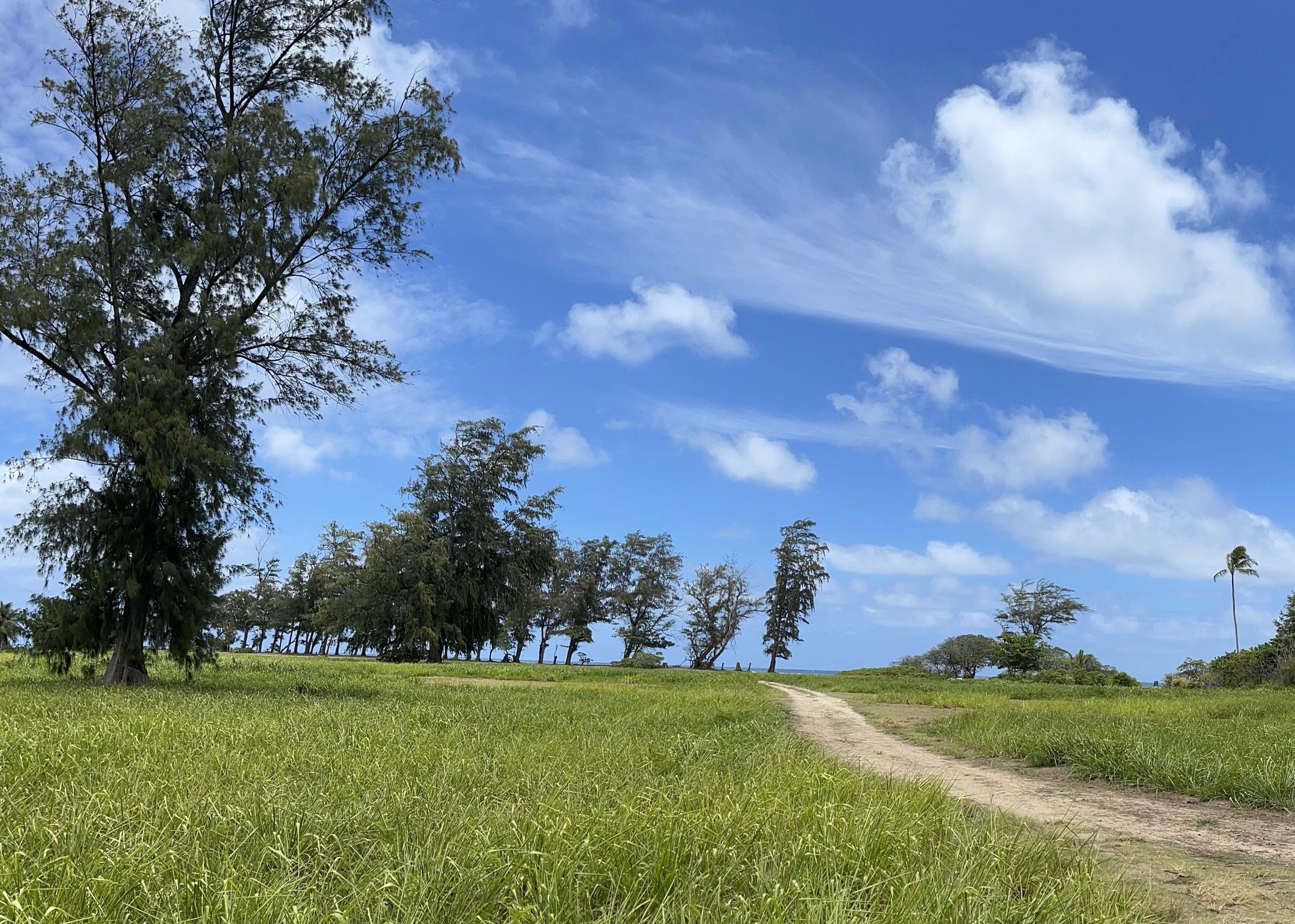 A dirt path leading through a grassy field with trees on either side.