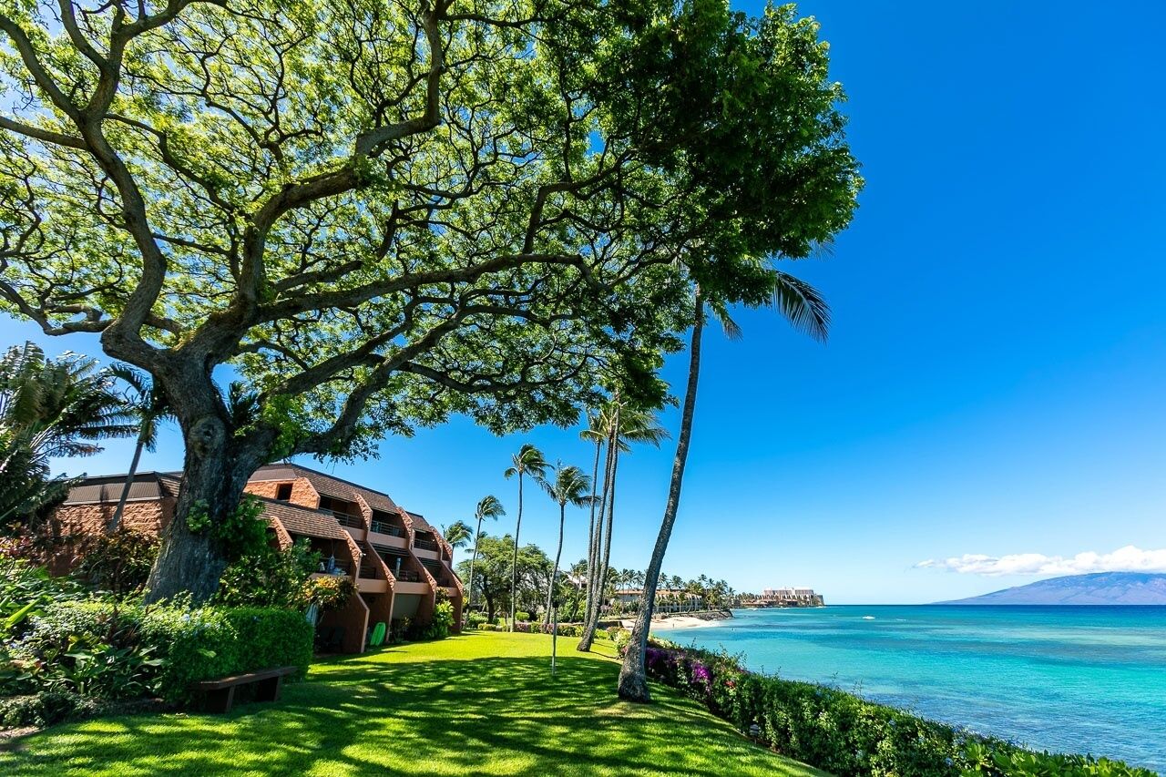 Une propriété située en bord de mer, avec un grand arbre, un bâtiment doté d’un toit incurvé et une vue dégagée sur l’océan.