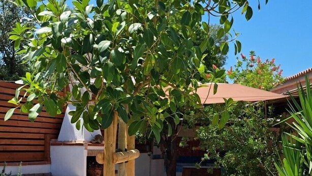 A garden area with a wooden pergola, outdoor seating, and a variety of plants and flowers.
