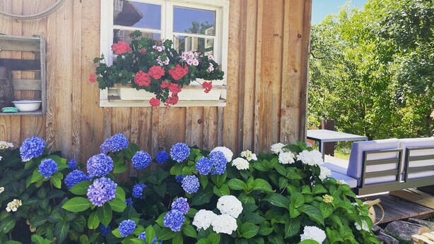 A wooden cabin with a window, a flower box with red and pink flowers, and a garden with blue and white hydrangeas. - Family-friendly temporary home (Horben)