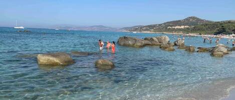 Lettini da mare