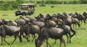 Observação de animais selvagens