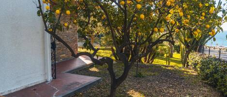 A tree with yellow fruit in front of a building with a brick wall and a metal railing.