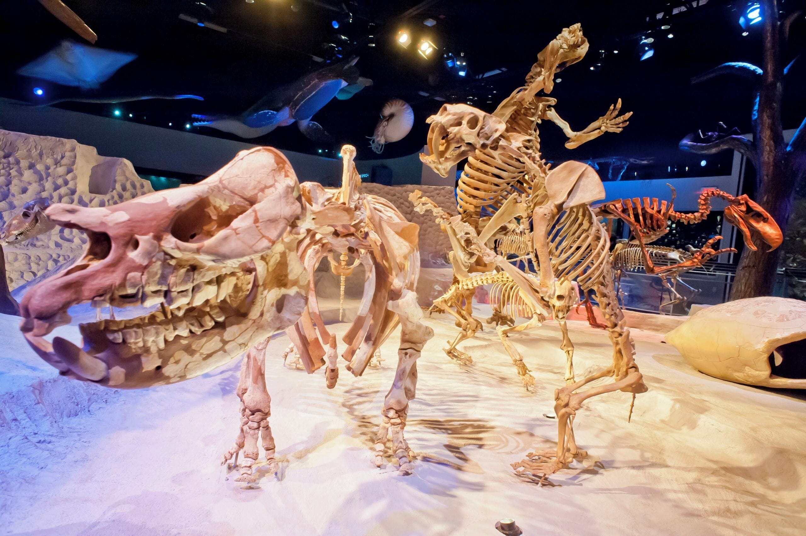 Museonäyttely, jossa on dinosaurusten luurankoja.