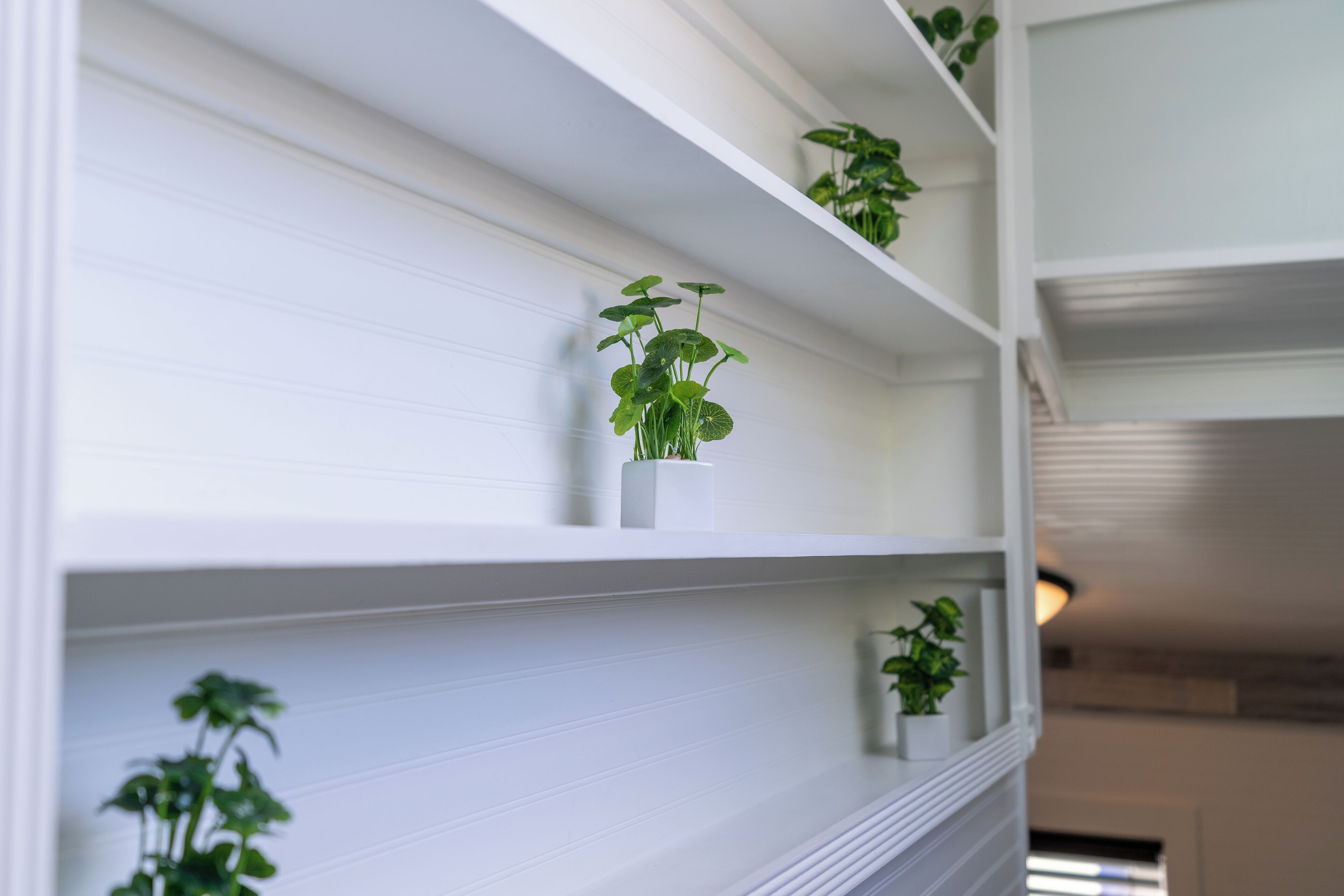 Un intérieur blanc avec des étagères où sont disposées de petites plantes en pot.