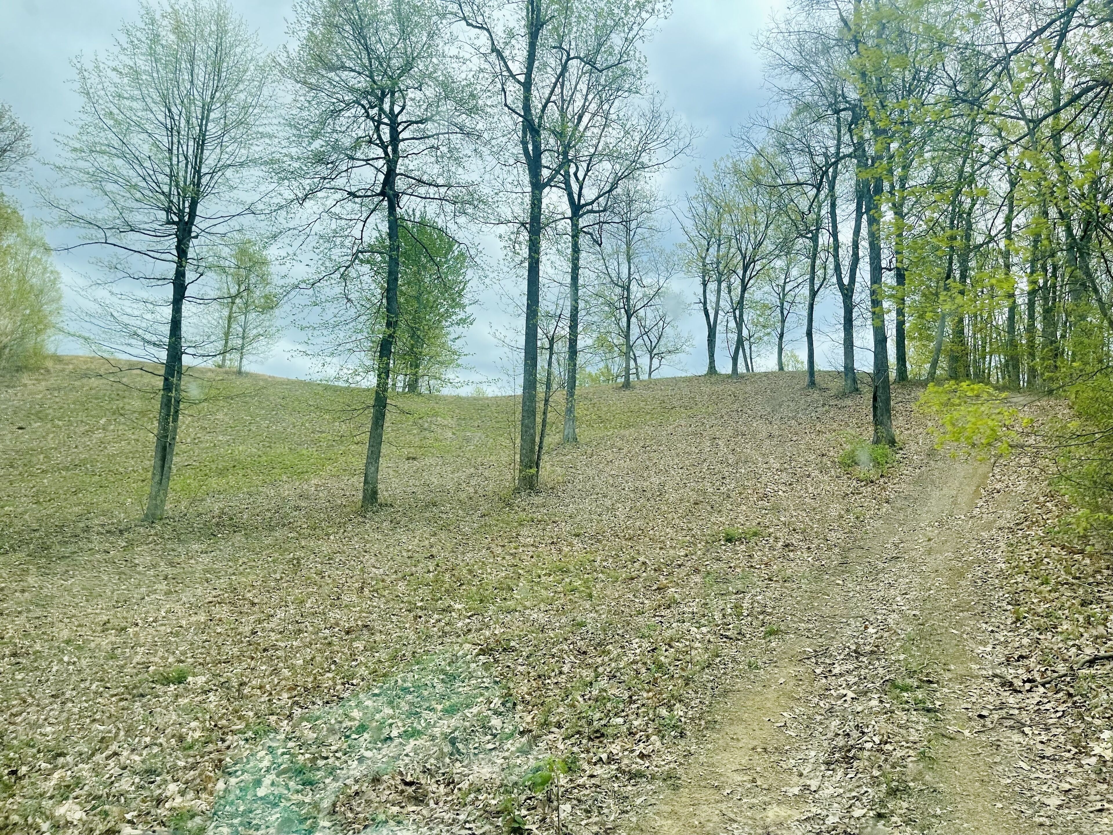 A dirt path through a wooded area with trees and a grassy hill.