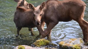 Two moose in a body of water with rocks and moss. - Box Canyon "Moose Cabin"-4 bed, private bath, WIFI (Seward)