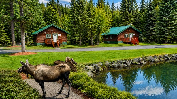 Two log cabins with green roofs, a pond, and moose in the foreground. - Box Canyon Cabin Bear's Den Cabin - 2 bed, WI-FI (Seward)