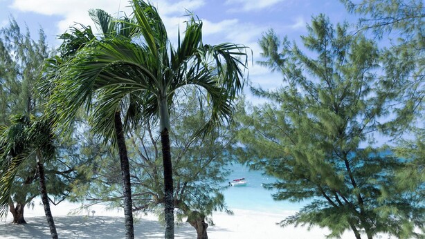 A beach with palm trees and a boat in the water.