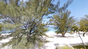 A beach area with trees and a clear sky.