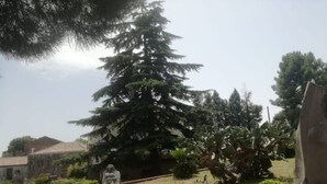 A cemetery with a large evergreen tree, a cactus, and a stone monument. - A True Sicilian guesthouse with Pool on Mt. Etna, perfect for Families & Groups. (Puntalazzo)