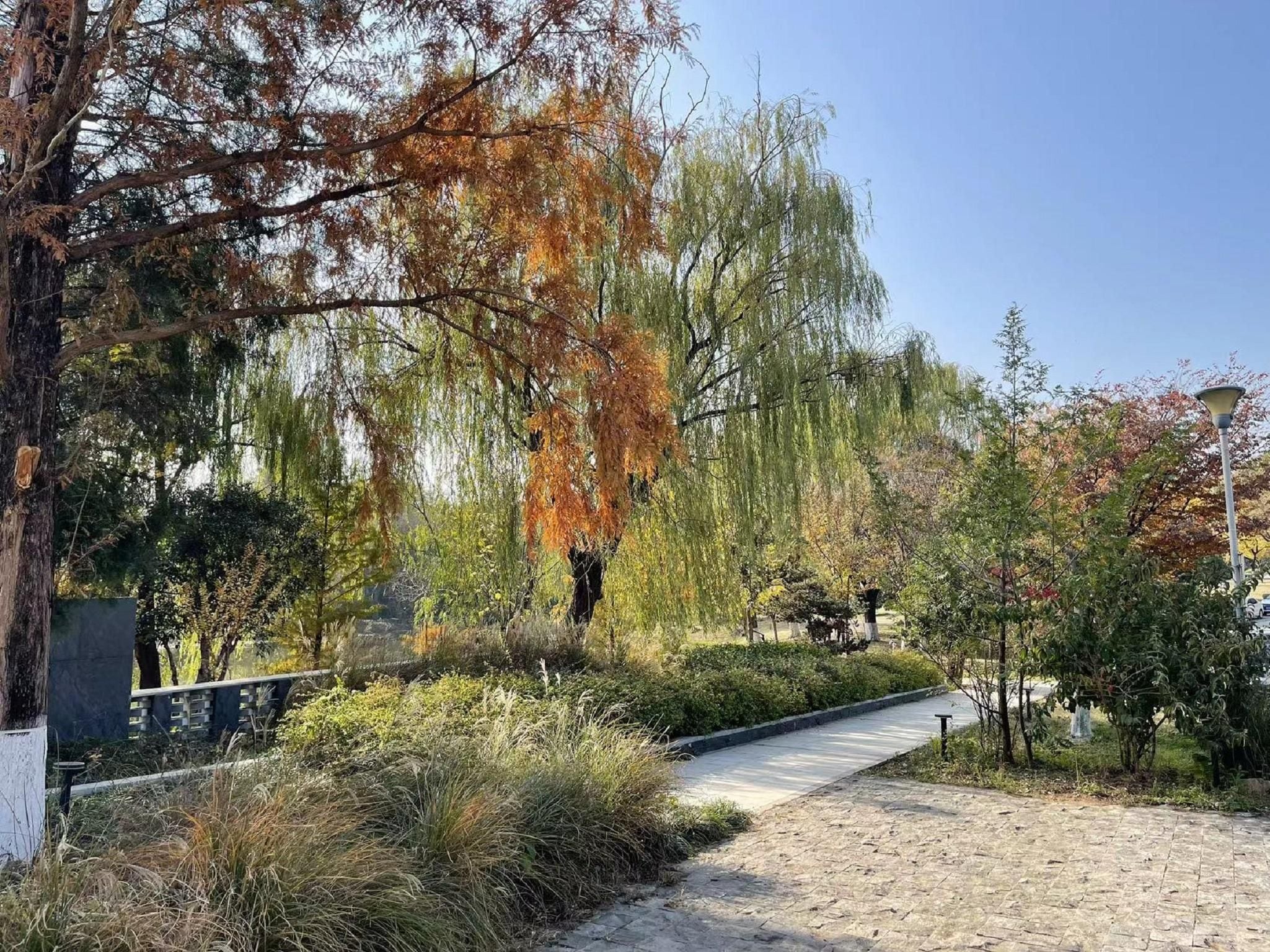 A paved pathway in a park with trees displaying autumn foliage.