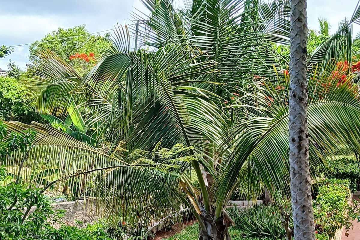 One Bedroom Apartment with Balcony and Garden View | Vista para o jardim