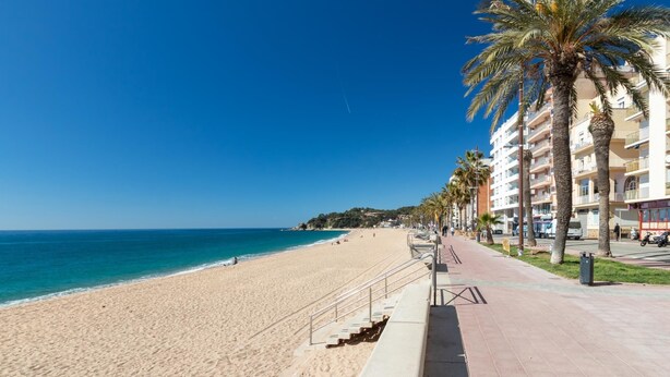 Une plage avec un ciel bleu dégagé, une rive sablonneuse et une rangée de palmiers.