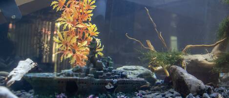 Un acuario con plantas acuáticas y rocas.