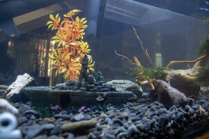 A fish tank with aquatic plants and rocks.