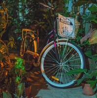 A bicycle with a basket, parked in a garden with various plants.