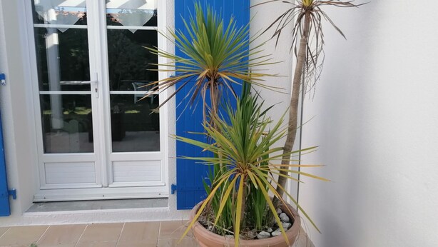 Une plante en pot, dotée d’une tige haute et élancée et de feuilles pointues, est placée dans un pot en terre cuite sur une terrasse carrelée, à côté d’une porte blanche ornée d’un volet bleu.