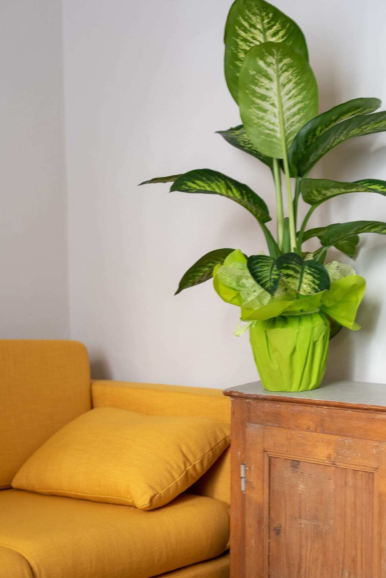A green potted plant with variegated leaves on a wooden table next to a mustard-colored sofa.
