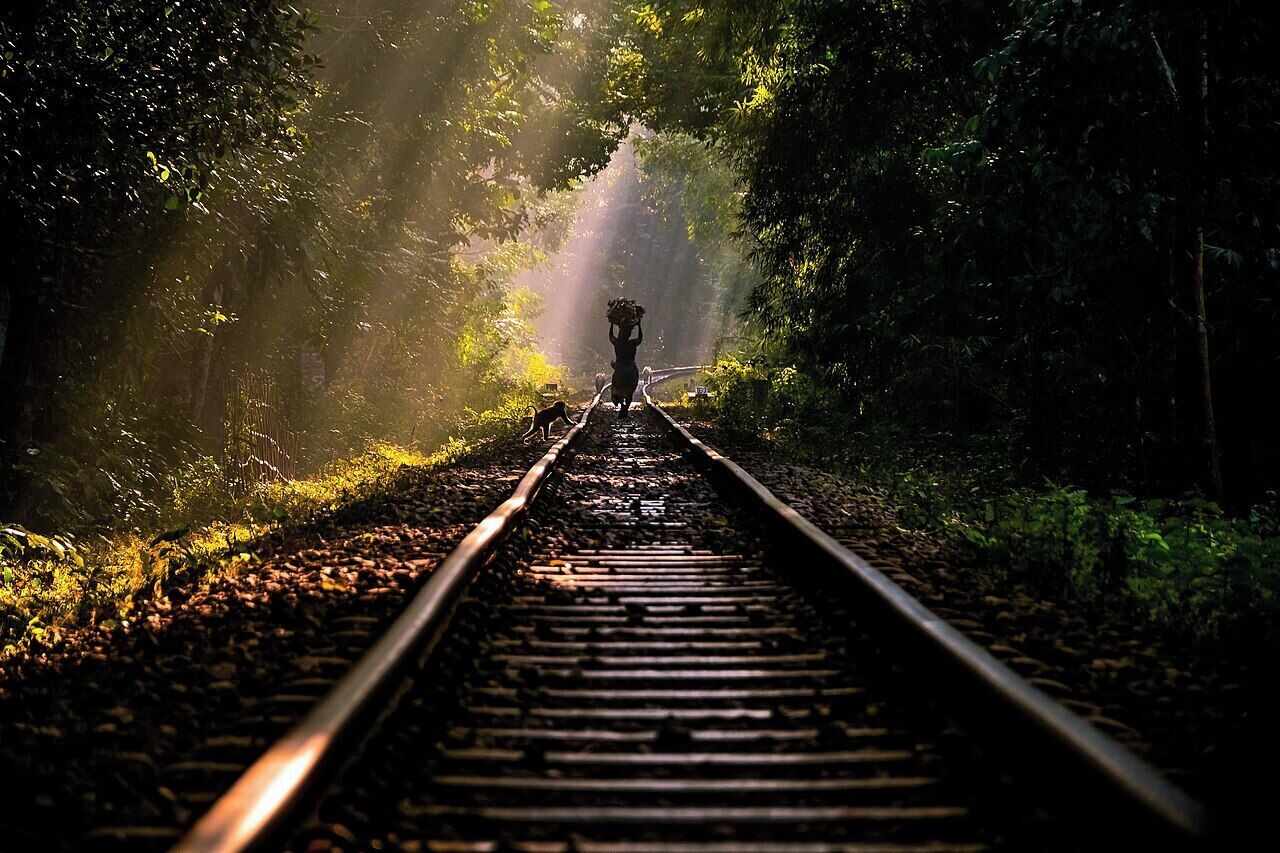 Vías de tren rodeadas de vegetación densa, con la luz del sol filtrándose entre los árboles.
