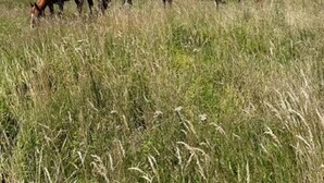 A group of horses grazing in a field with a forested hill in the background. - Mobil Home en Xaintrie (SAINT GENIEZ O MERLE)