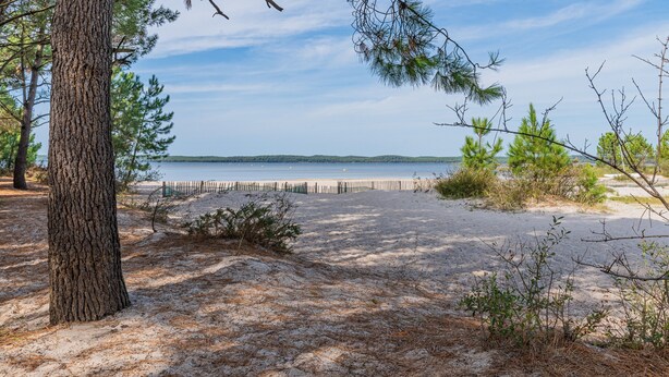 A beach with a sandy path, trees, and a clear view of the water.