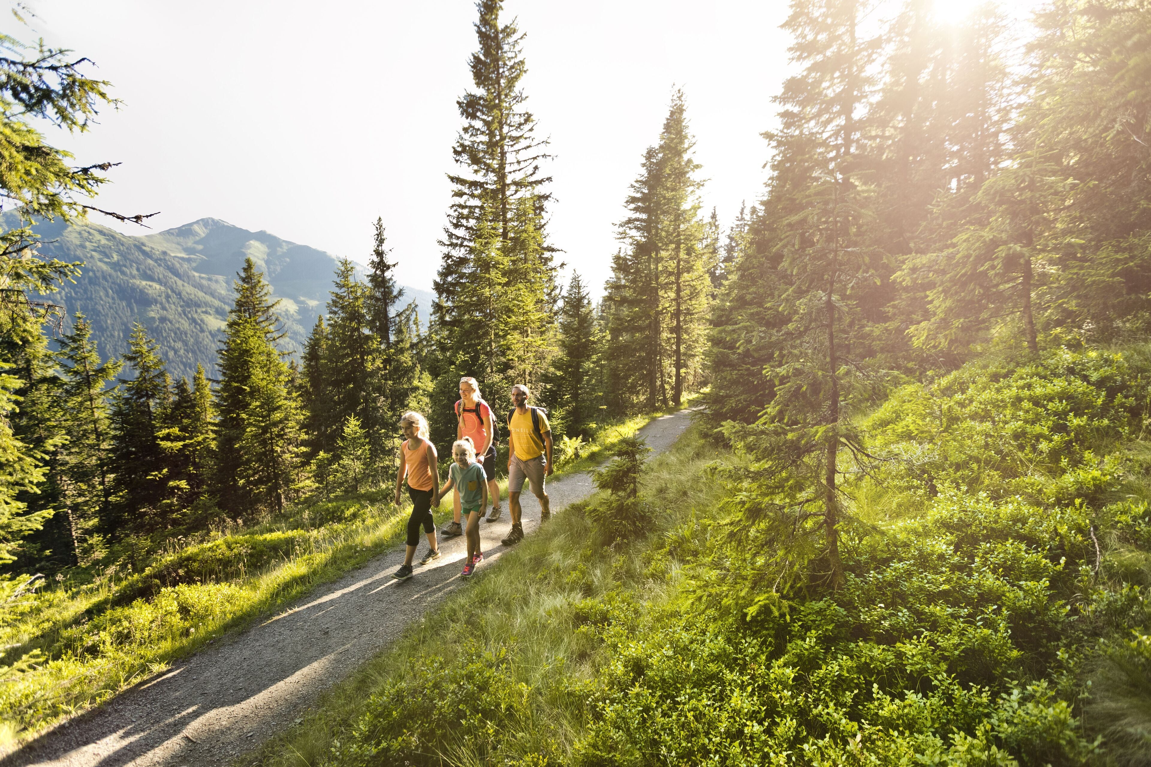 A group of people hiking on a gravel path surrounded by dense forest and mountains.