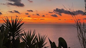 Un atardecer sobre un mar tranquilo con siluetas de plantas en primer plano.