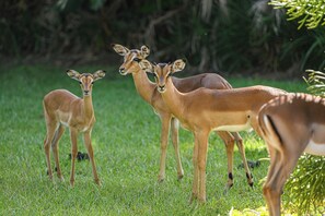 Un groupe d’antilopes se tient dans un champ d’herbe.