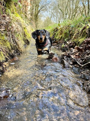 Animaux de compagnie acceptés