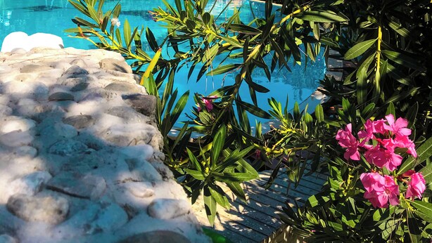A pool area with clear blue water, surrounded by lush greenery and pink flowers.