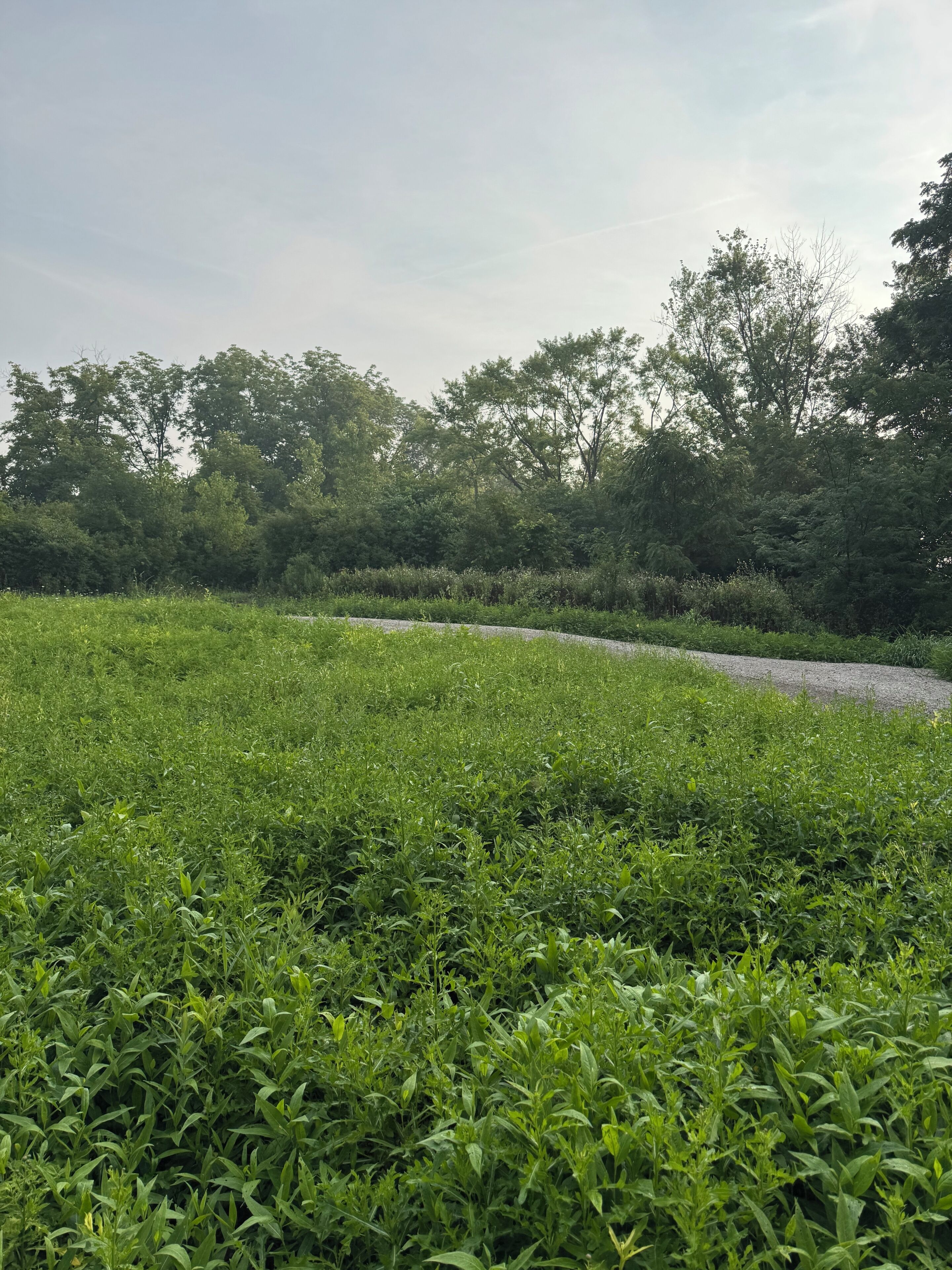 Ein grasbewachsenes Feld mit Bäumen im Hintergrund.
