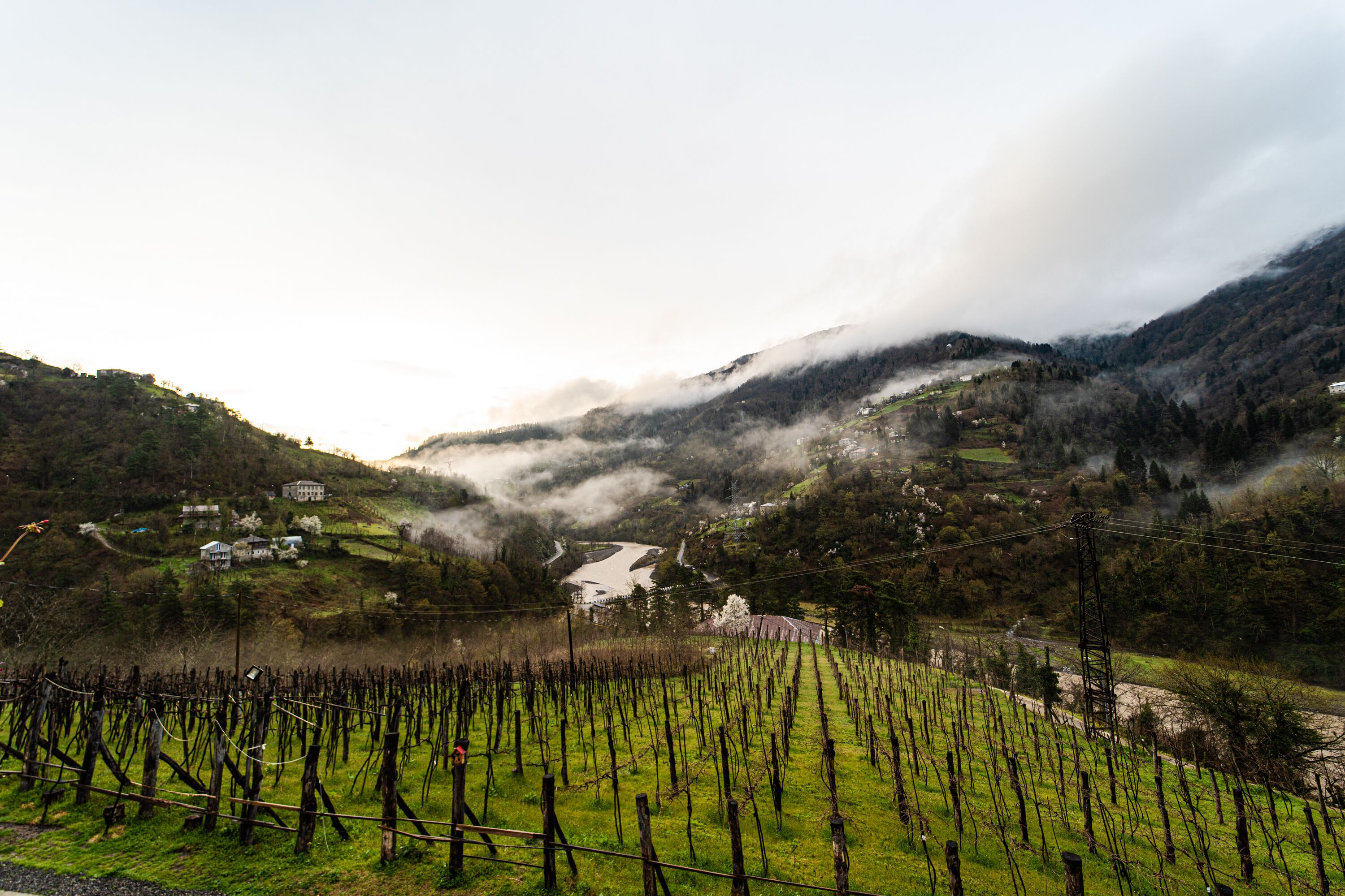 Viñedo con hileras de vid y un valle con casas y un río.