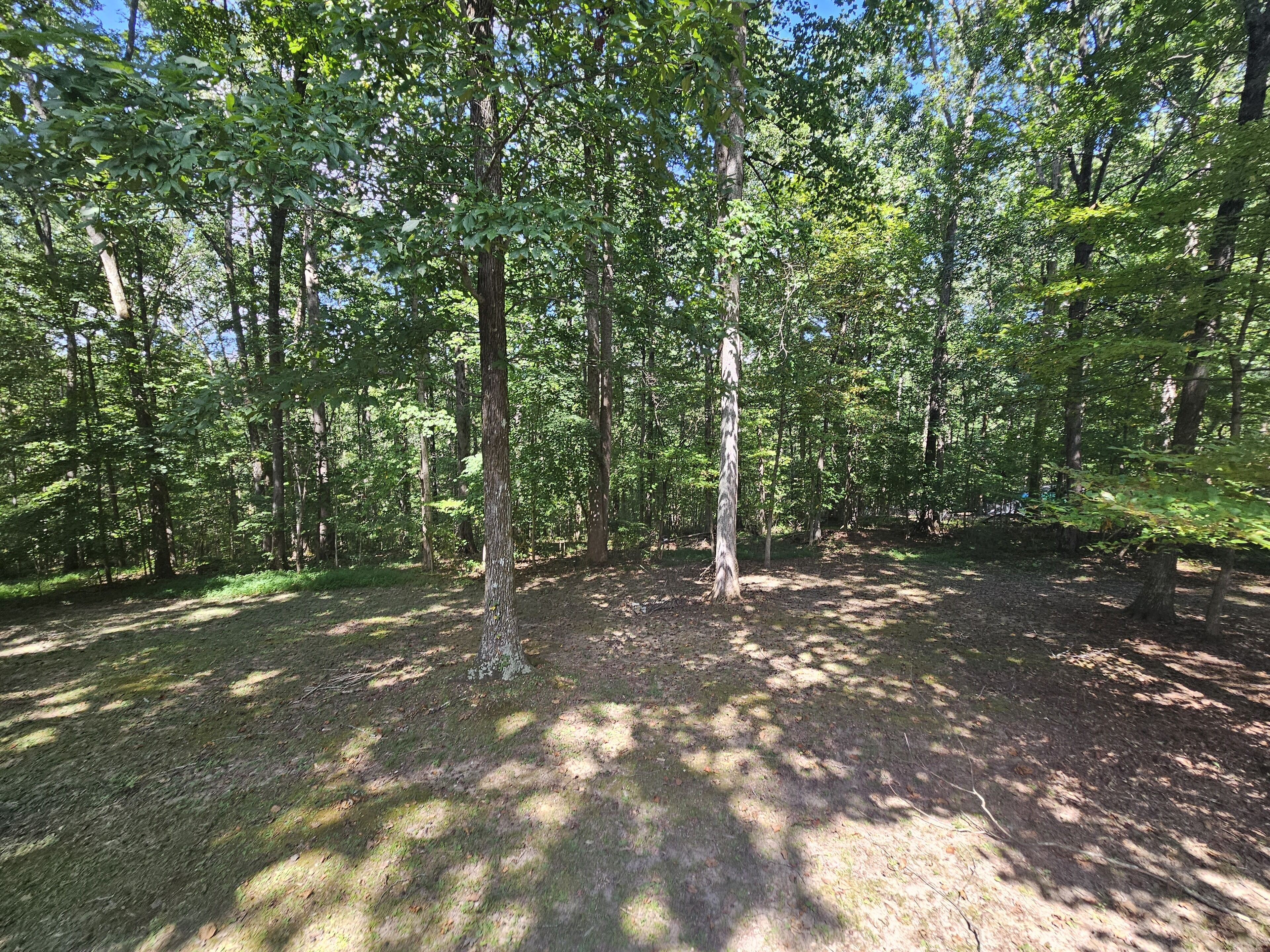 A forested area with tall trees and a dirt ground.