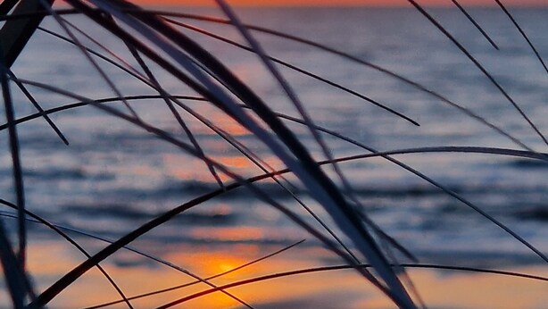 Un atardecer sobre el océano con una planta en primer plano.