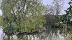 A tranquil pond with willow trees, a grassy bank, and a stone path.